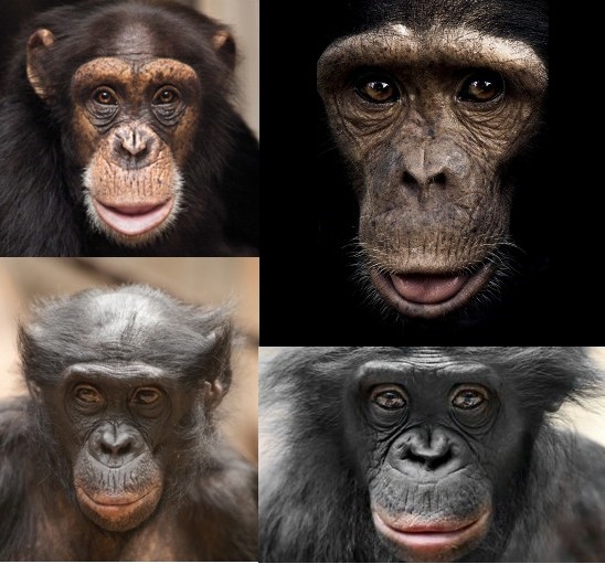 chimp<em>faces